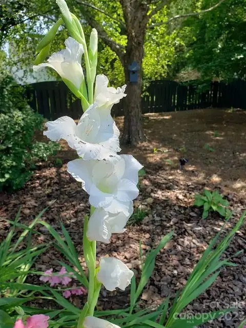 There are too many flowers at different points of the year to describe them all.  The following pics are from last year but these flowers will be blooming soon!