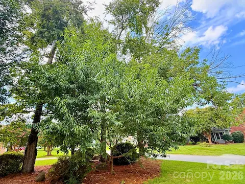 Your very own PEACH tree in your front yard!!