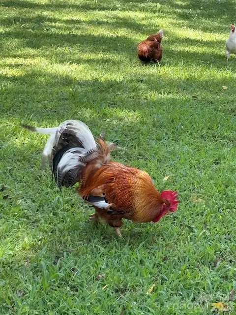 Chickens born on the property convey. Hobby farming is just the beginning